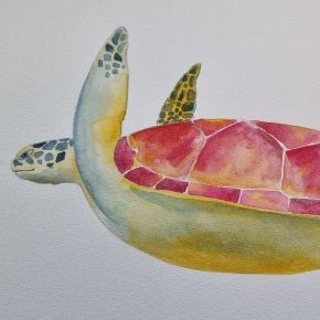 tortue 2 ConvertImage 1