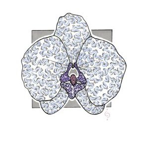 ORCHIDÉE