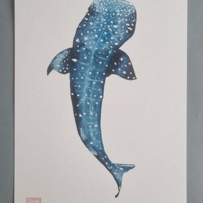 requin baleine 1 ConvertImage ConvertImage