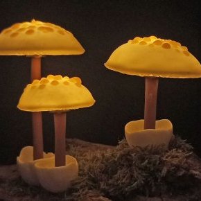 Phalloides