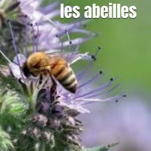 12 Pour que vivent les abeilles