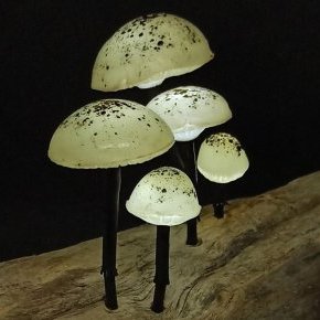 Noir et blanc