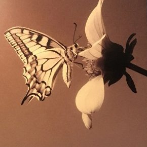 Machaon