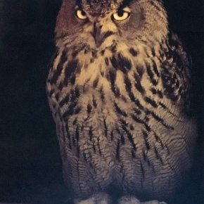 Grand Duc chryso