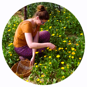 cueillette calendulas
